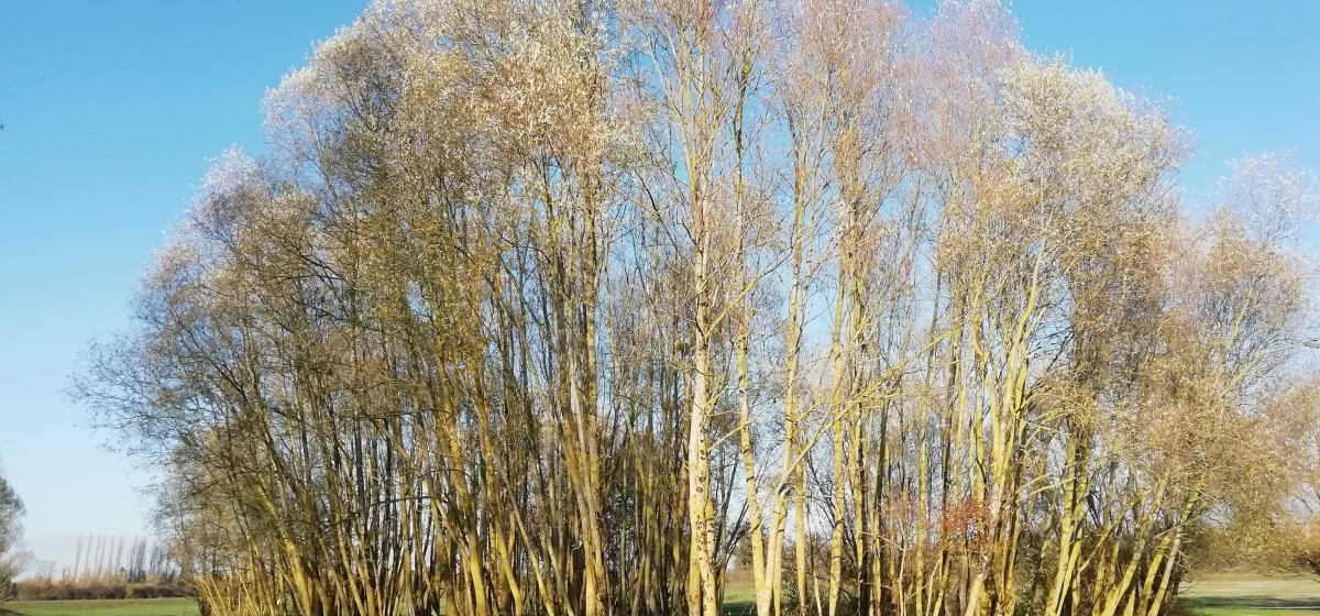 CAMPING SUR LA ROUTE DU DER